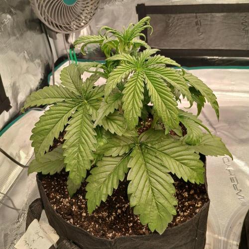 Forum Stomper x Grapewalker Kush-FREEBIE. Week 3 - Day 17