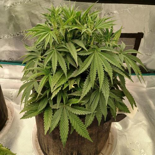 Dodgy Jammers. Week 5 - Day 33