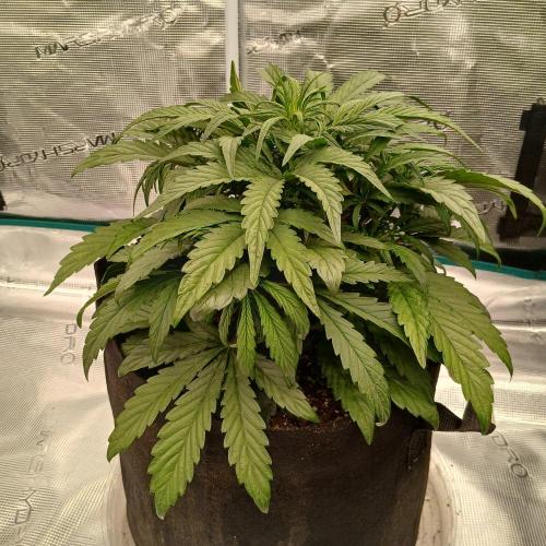 Mango Runtz. Week 4 - Day 24