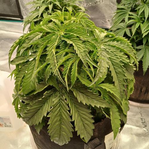 Beary Berry Punch. Week 4 - Day 22
