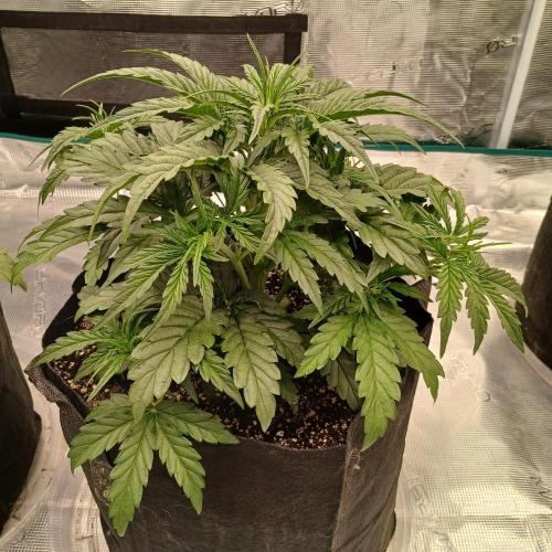 Skywalker x Ripley OG - FREEBIES. Week 3 - Day 19