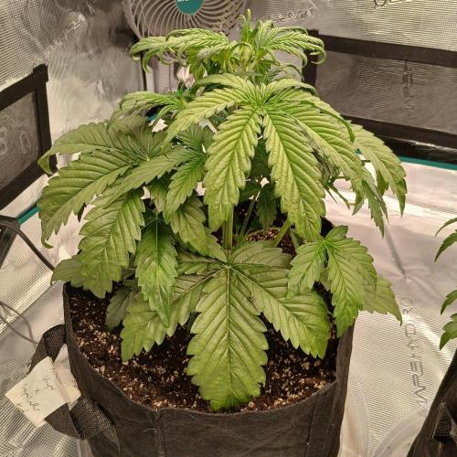 Forum Stomper x Grapewalker Kush-FREEBIE. Week 3 - Day 18