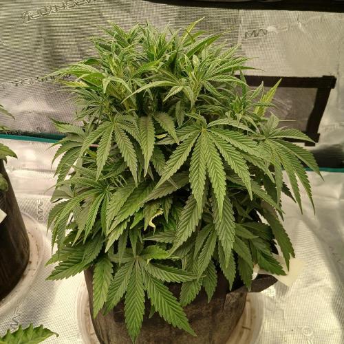 Dodgy Jammers. Week 5 - Day 34