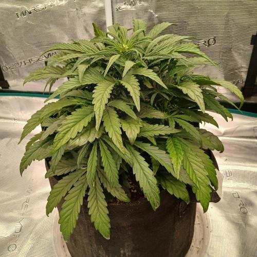 Mango Runtz. Week 4 - Day 25