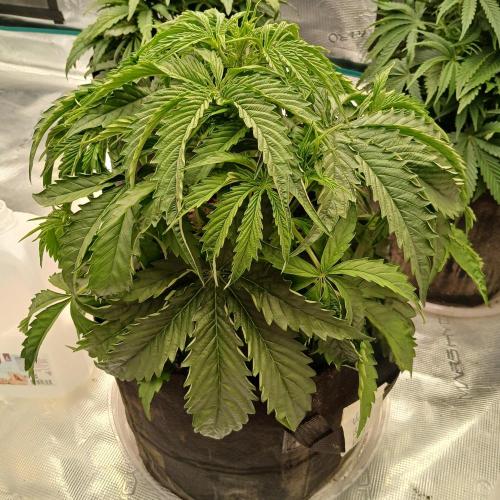 Beary Berry Punch. Week 4 - Day 23