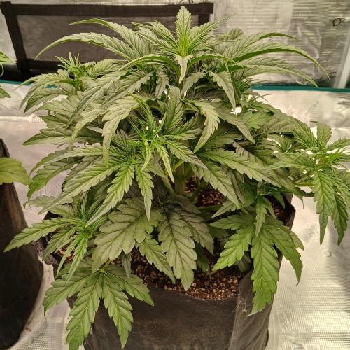 Skywalker x Ripley OG - FREEBIES. Week 3 - Day 20