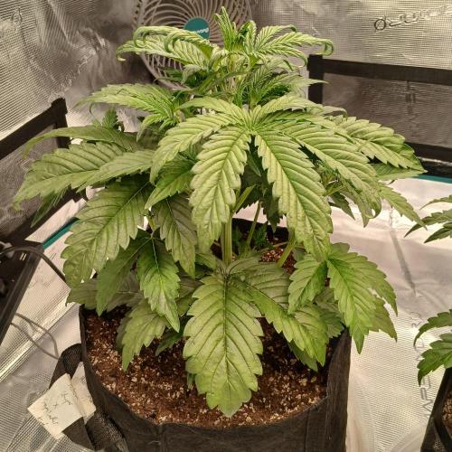 Forum Stomper x Grapewalker Kush-FREEBIE. Week 3 - Day 19