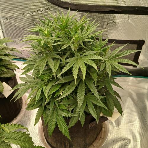 Dodgy Jammers. Week 5 - Day 35
