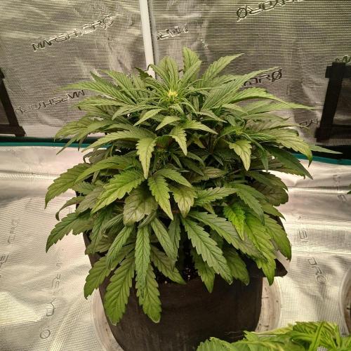 Mango Runtz. Week 4 - Day 26