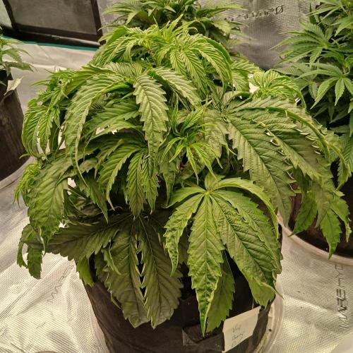 Beary Berry Punch. Week 4 - Day 24