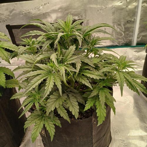 Skywalker x Ripley OG - FREEBIES. Week 3 - Day 21