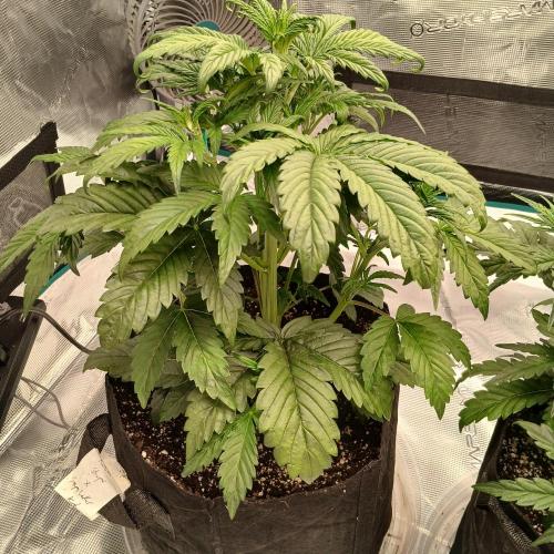 Forum Stomper x Grapewalker Kush-FREEBIE. Week 3 - Day 20