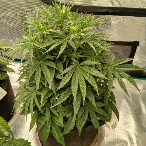 Dodgy Jammers. Week 6 - Day 36