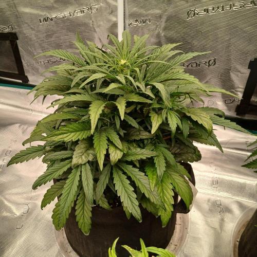 Mango Runtz. Week 4 - Day 27
