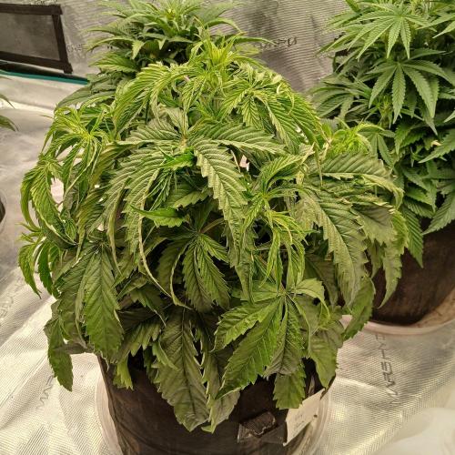 Beary Berry Punch. Week 4 - Day 25
