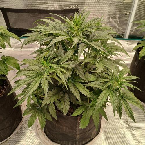 Skywalker x Ripley OG - FREEBIES. Week 4 - Day 22