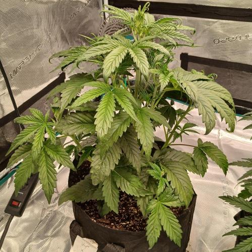 Forum Stomper x Grapewalker Kush-FREEBIE. Week 3 - Day 21