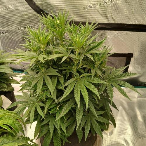 Dodgy Jammers. Week 6 - Day 37