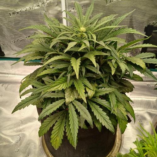 Mango Runtz. Week 4 - Day 28