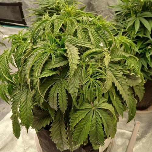 Beary Berry Punch. Week 4 - Day 26