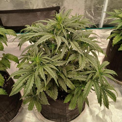 Skywalker x Ripley OG - FREEBIES. Week 4 - Day 23