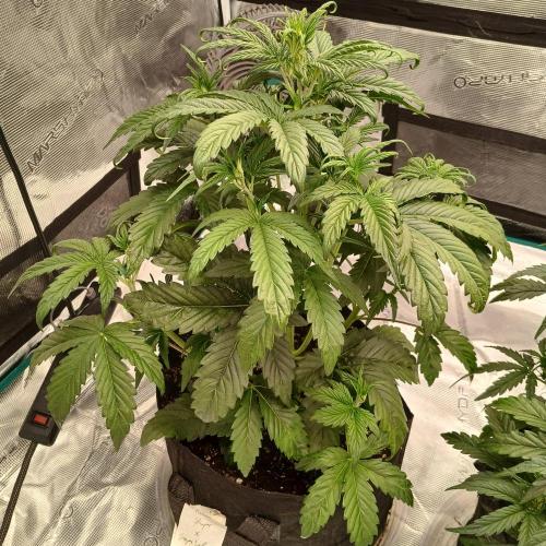 Forum Stomper x Grapewalker Kush-FREEBIE. Week 4 - Day 22