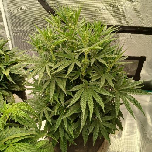 Dodgy Jammers. Week 6 - Day 38