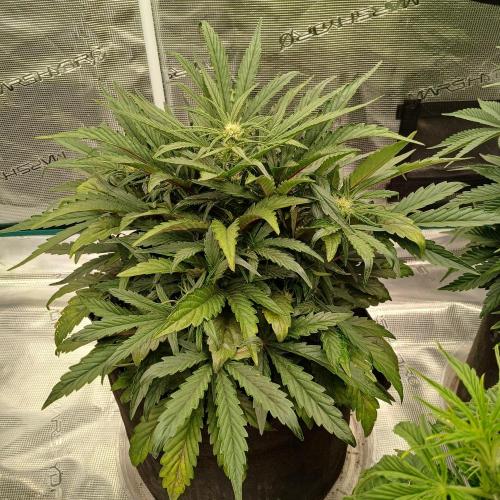 Mango Runtz. Week 5 - Day 29