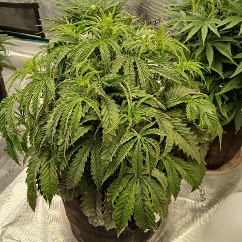 Beary Berry Punch. Week 4 - Day 27