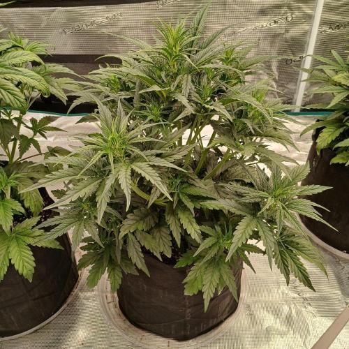 Skywalker x Ripley OG - FREEBIES. Week 4 - Day 24