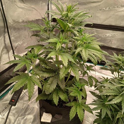 Forum Stomper x Grapewalker Kush-FREEBIE. Week 4 - Day 23