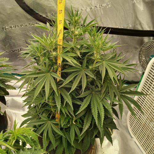 Dodgy Jammers. Week 6