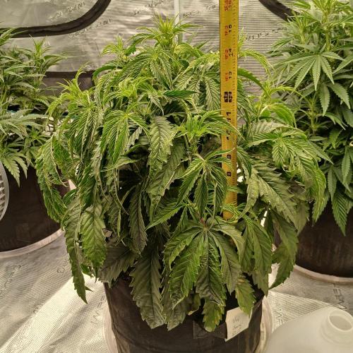 Beary Berry Punch. Week 4