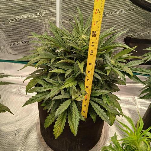 Mango Runtz. Week 5