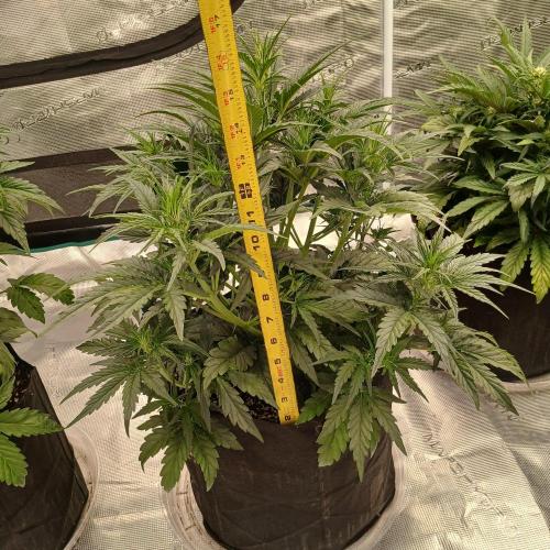 Skywalker x Ripley OG - FREEBIES. Week 4