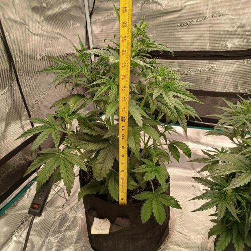 Forum Stomper x Grapewalker Kush-FREEBIE. Week 4