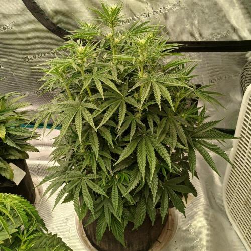 Dodgy Jammers. Week 6 - Day 39
