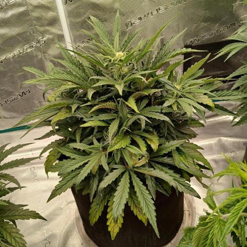 Mango Runtz. Week 5 - Day 30