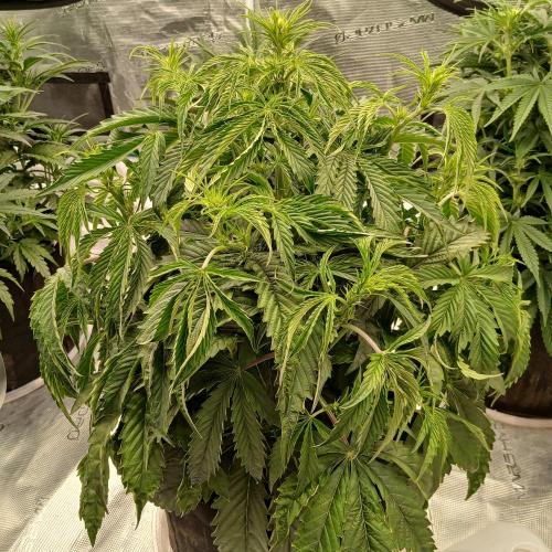 Beary Berry Punch. Week 4 - Day 28
