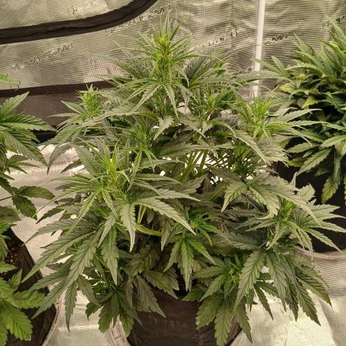 Skywalker x Ripley OG - FREEBIES. Week 4 - Day 25
