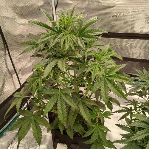Forum Stomper x Grapewalker Kush-FREEBIE. Week 4 - Day 24