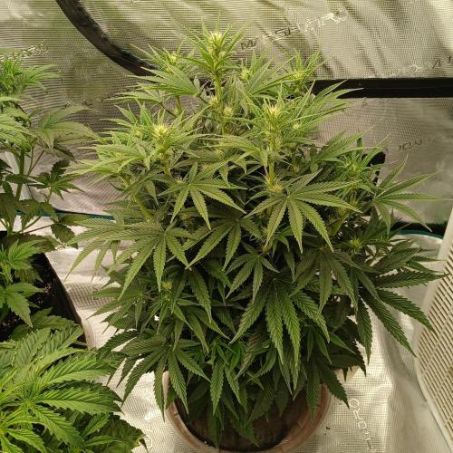 Dodgy Jammers. Week 6 - Day 40
