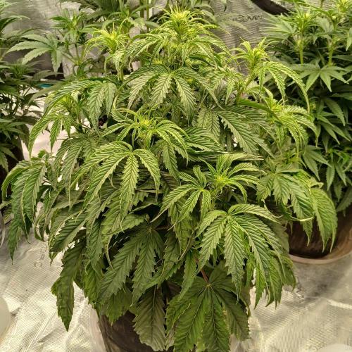 Beary Berry Punch. Week 5 - Day 29