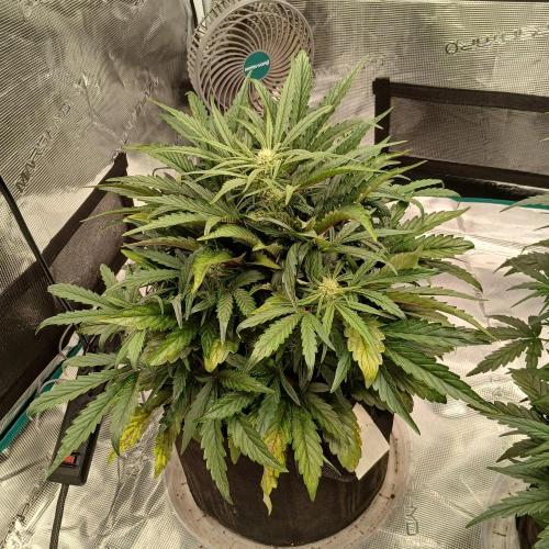 Mango Runtz. Week 5 - Day 31