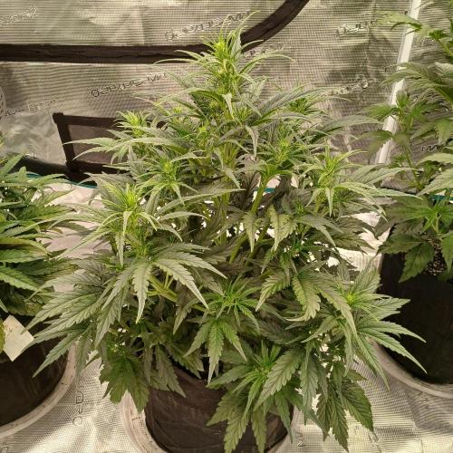 Skywalker x Ripley OG - FREEBIES. Week 4 - Day 26