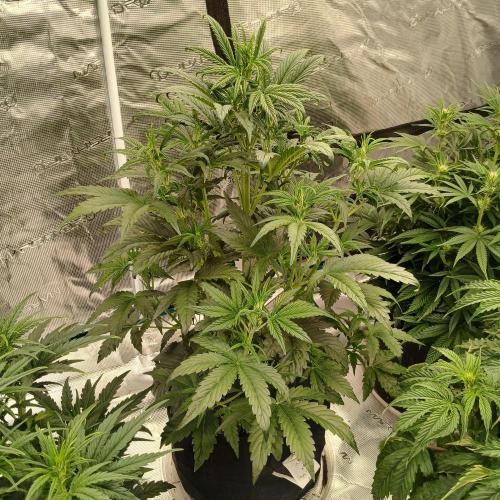 Forum Stomper x Grapewalker Kush-FREEBIE. Week 4 - Day 25