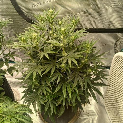 Dodgy Jammers. Week 6 - Day 41