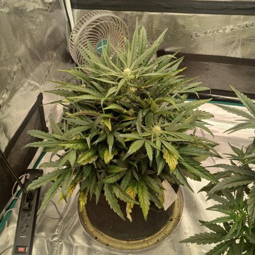 Mango Runtz. Week 5 - Day 32