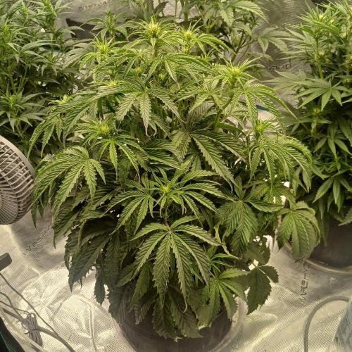 Beary Berry Punch. Week 5 - Day 30