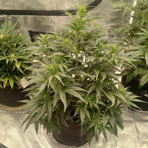 Skywalker x Ripley OG - FREEBIES. Week 4 - Day 27